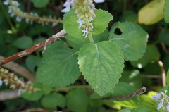 Coleus formosanus