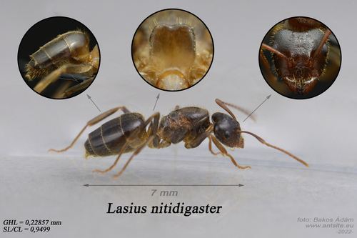Lasius nitidigasterLasius nitidigaster