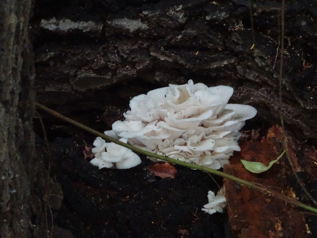 Pleurotus albidus · April 2023 · photo: © elbarbaguardaparque (iNaturalist, cc-by)