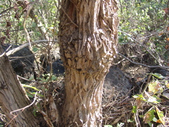 Bocconia arborea