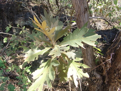 Bocconia arborea