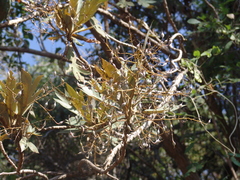Bocconia arborea