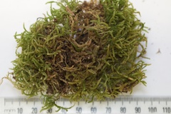 Lembophyllum divulsum