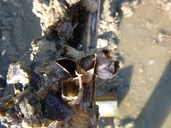 Fistulobalanus kondakovi