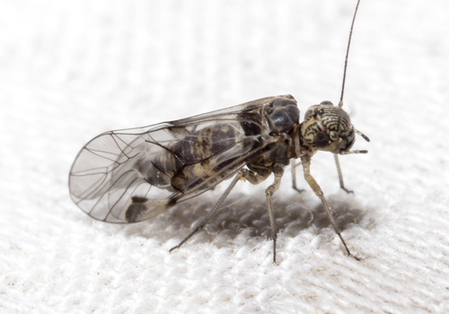 Amphigerontia nuotrauka