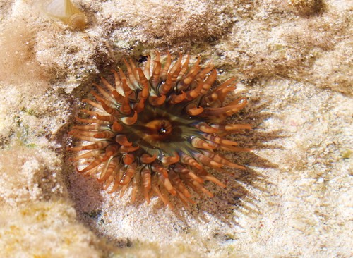 Bunodosoma granuliferum