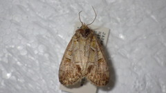 Polyphaenis subviridis