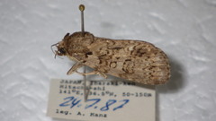 Acronicta carbonaria
