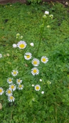 Erigeron annuus