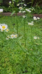 Erigeron annuus