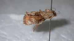 Bryophila granitalis
