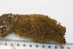 Leptostomum inclinans