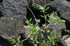 Talinum fruticosum