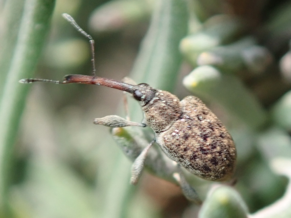 Meriphus