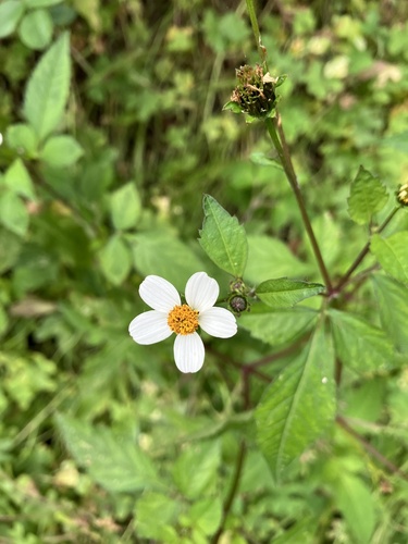 Bidens pilosa image