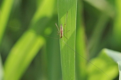 Conocephalus saltator