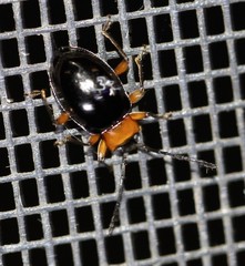 Encymon immaculatus