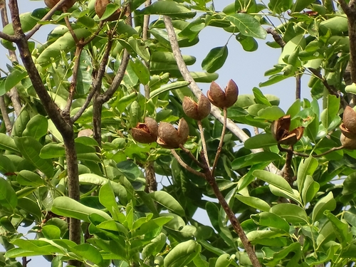 African mahogany