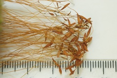 Leptostomum inclinans