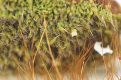 Leptostomum inclinans