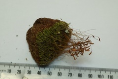 Leptostomum inclinans