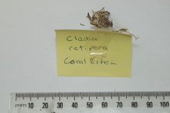 Cladia retipora image
