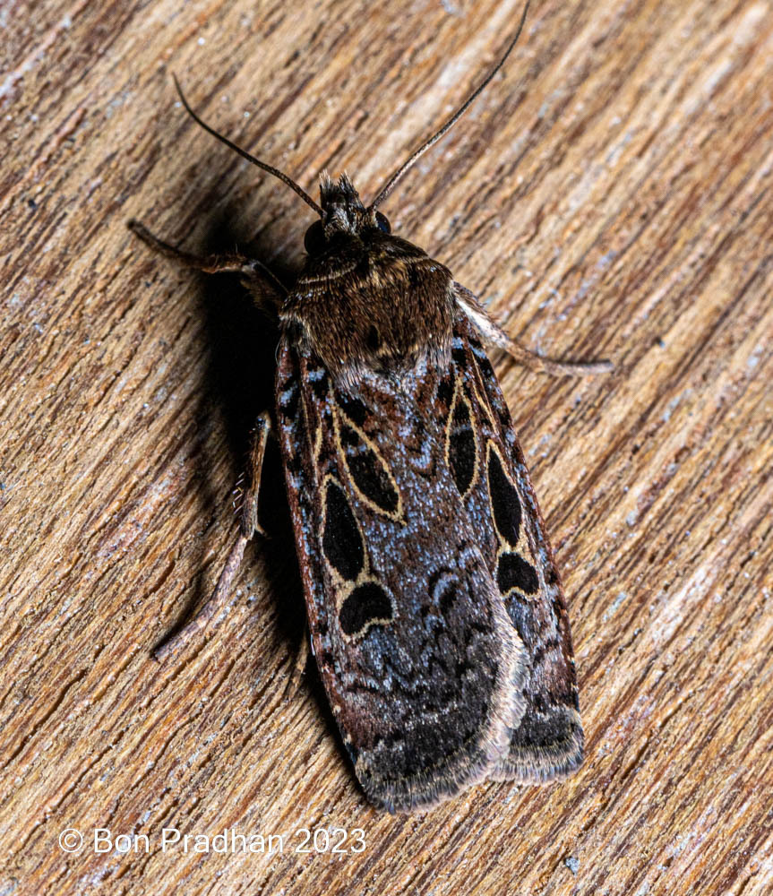 Hermonassa phenax