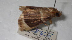 Amphipyra tripartita