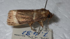 Amphipyra tripartita