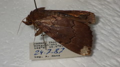 Amphipyra schrenckii