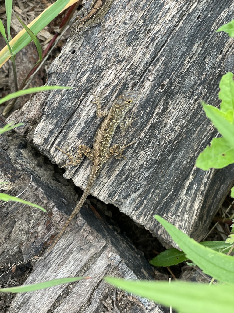 Lizards from Houston Arboretum & Nature Center, Houston, TX, US on