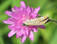 Polyommatina