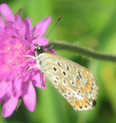 Polyommatina