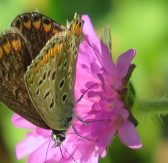 Polyommatina