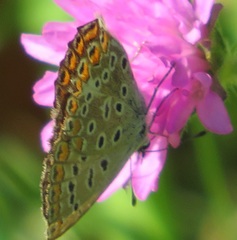 Polyommatina
