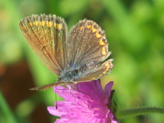 Polyommatina