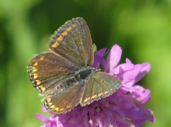 Polyommatina