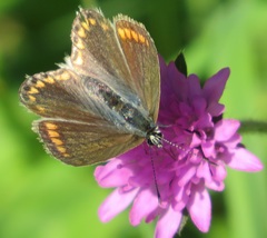 Polyommatina