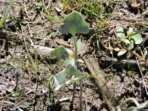 Dichondra argentea