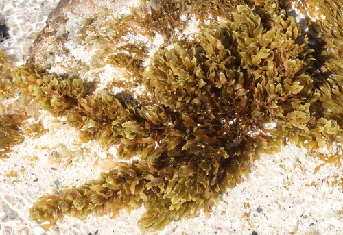 Sargassum polyceratium observed 2013-02-27