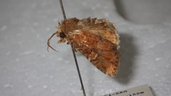 Apamea cuneata