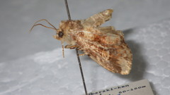 Apamea cuneata