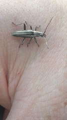 Navomorpha sulcata