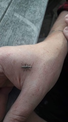 Navomorpha sulcata