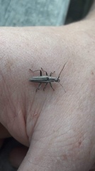 Navomorpha sulcata