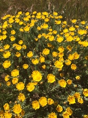 Oedera fruticosa