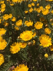 Oedera fruticosa