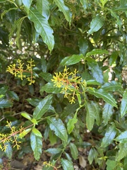 Palicourea padifolia image