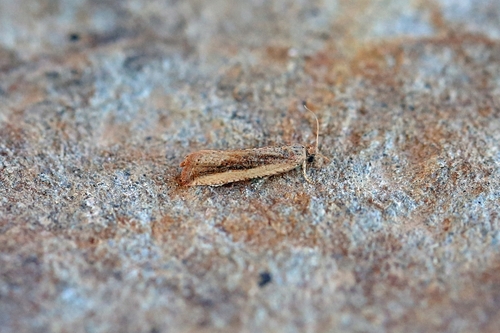 Robust grass moth