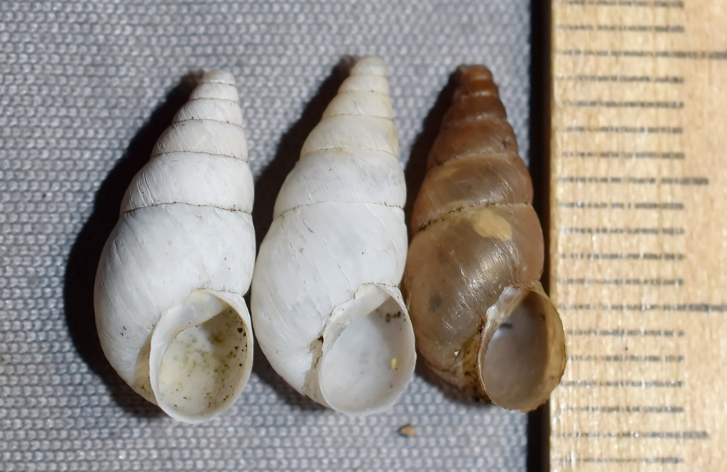 Peristoma merduenianum